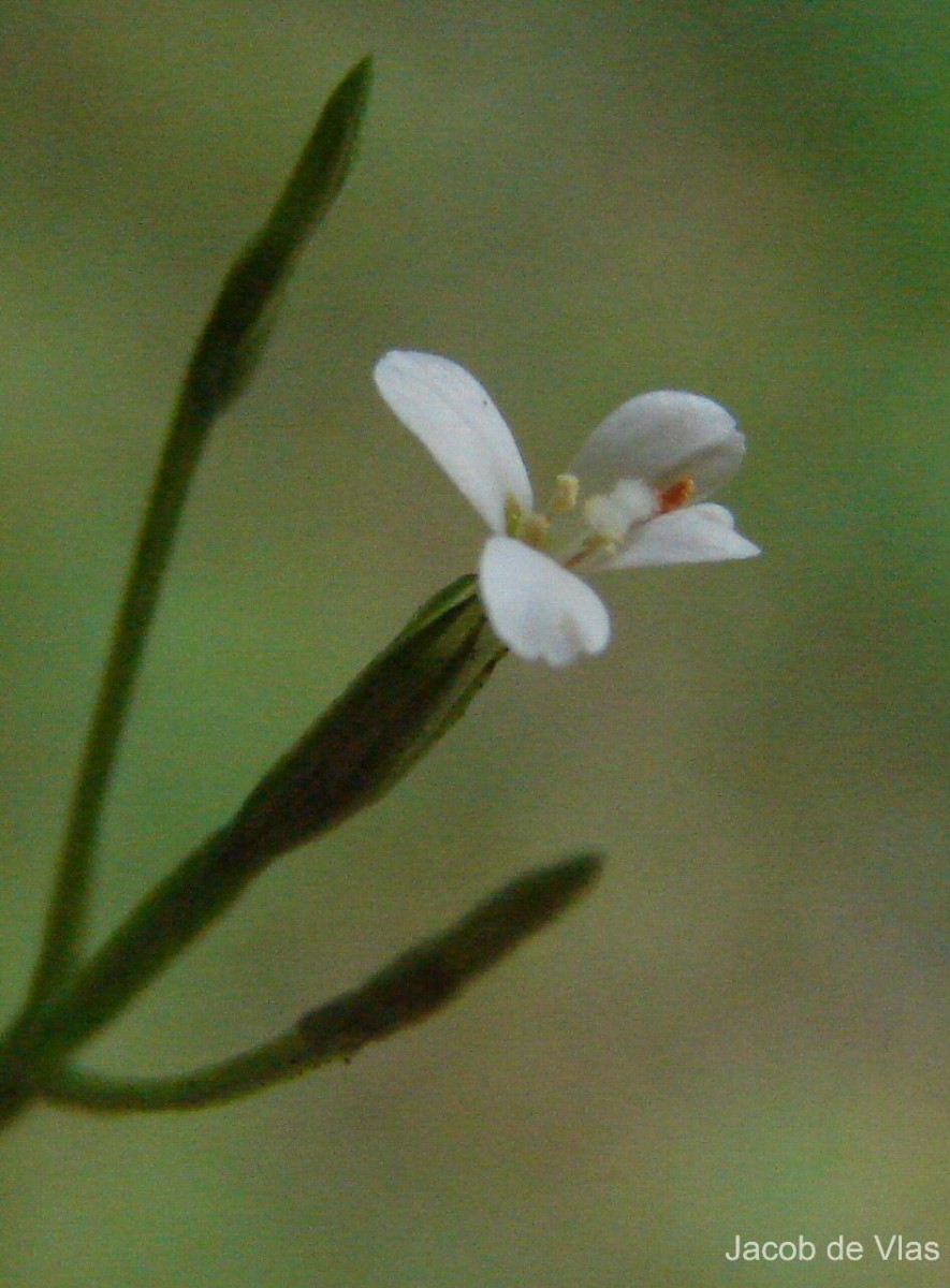 Canscora alata (Roth) Wall.